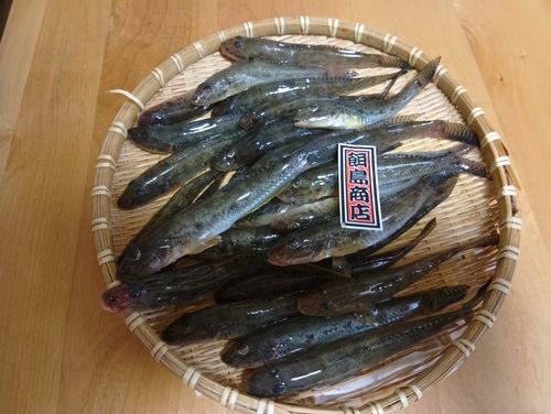 ハゼの釣果