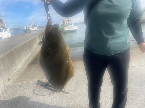 ヒラメの釣果