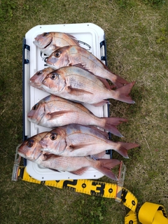マダイの釣果