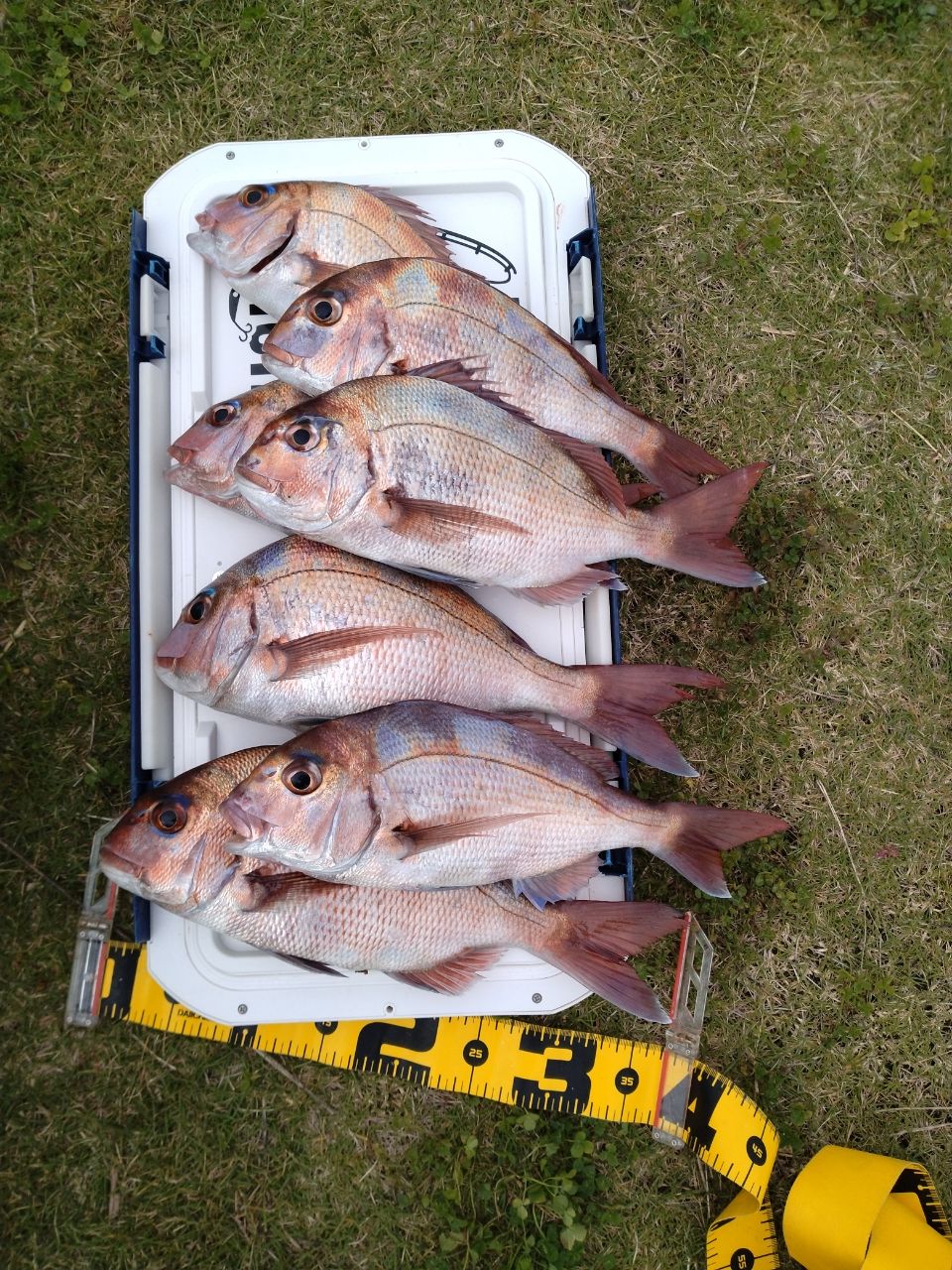 ブン太君さんの釣果 1枚目の画像