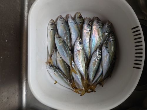 アジの釣果