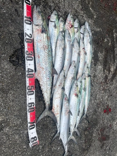 サワラの釣果