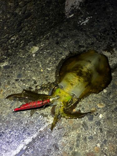 アオリイカの釣果