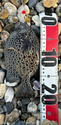 クロホシマンジュウダイの釣果