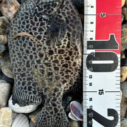 クロホシマンジュウダイ