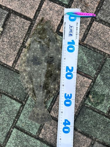 ヒラメの釣果