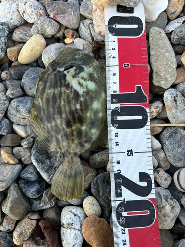 カワハギの釣果