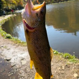 ブラウントラウト