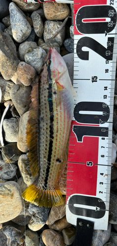 イソベラの釣果