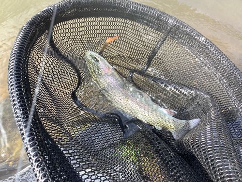 ニジマスの釣果