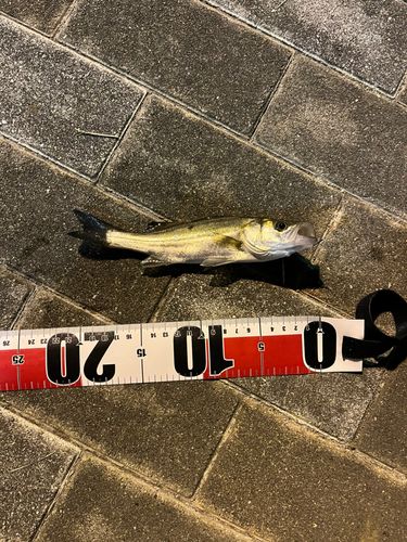 潮見さざなみ公園