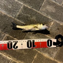 セイゴ（ヒラスズキ）