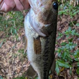 ラージマウスバス