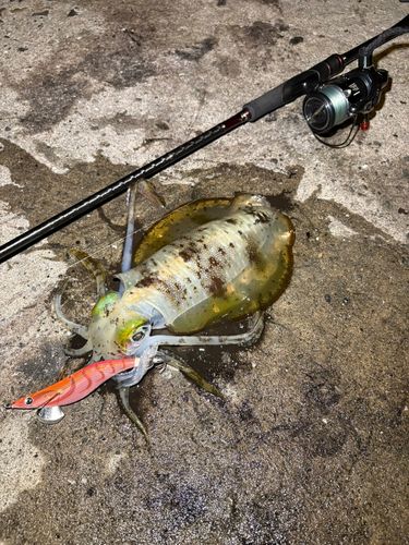 アオリイカの釣果