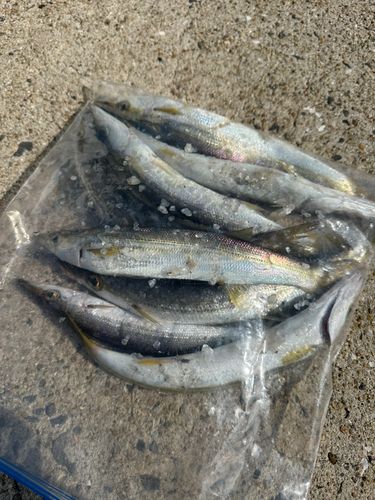 カマスの釣果