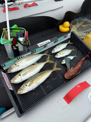 マアジの釣果