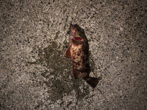 カサゴの釣果