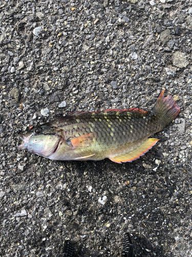 ホシササノハベラの釣果