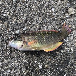 ホシササノハベラ