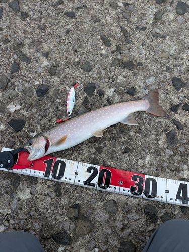 アメマスの釣果