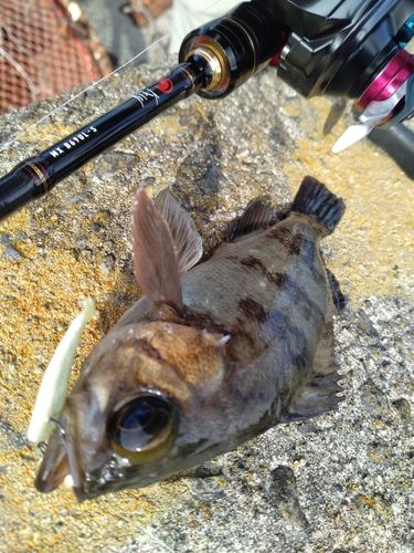 アベハゼの釣果