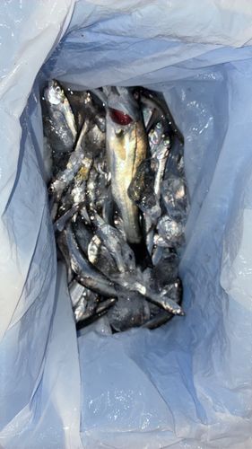 若洲海浜公園海釣り施設