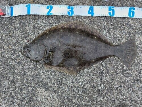 ヒラメの釣果