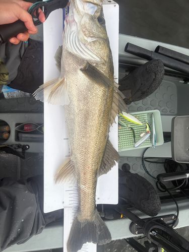 シーバスの釣果