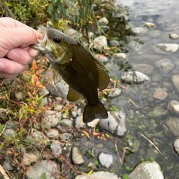 スモールマウスバス