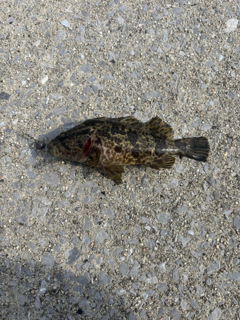 タケノコメバル