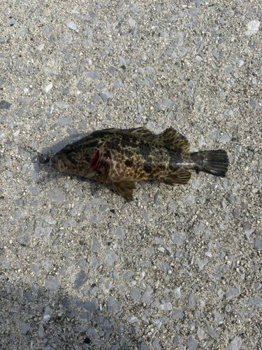 タケノコメバルの釣果