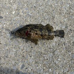 タケノコメバル