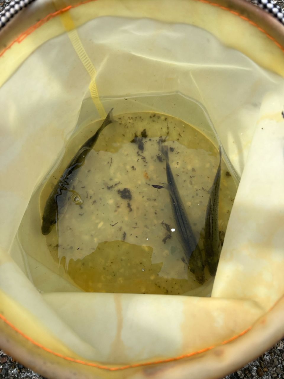 セイゴ（マルスズキ）