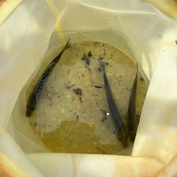 セイゴ（マルスズキ）