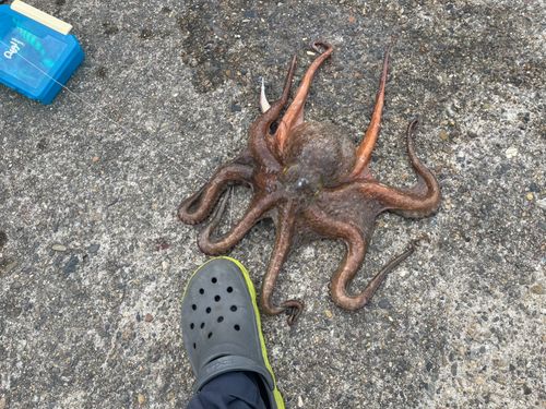 タコの釣果