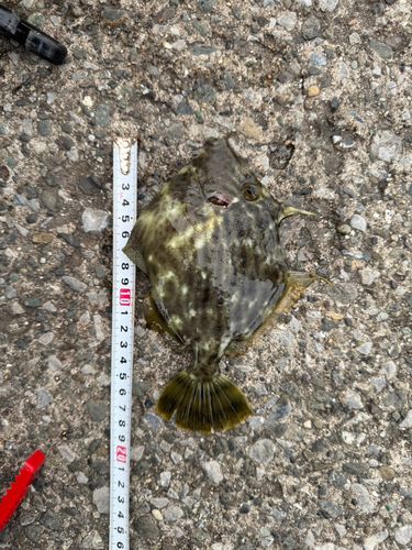 カワハギの釣果