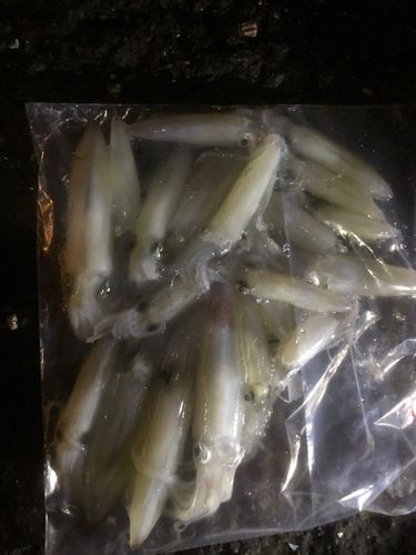 マメイカの釣果