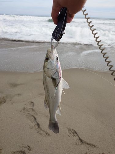 セイゴ（タイリクスズキ）の釣果