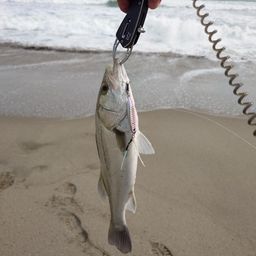 セイゴ（タイリクスズキ）