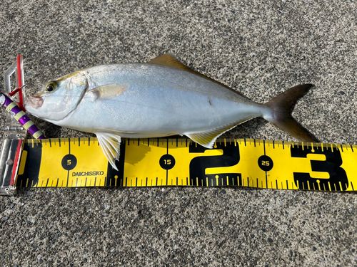 ショゴの釣果