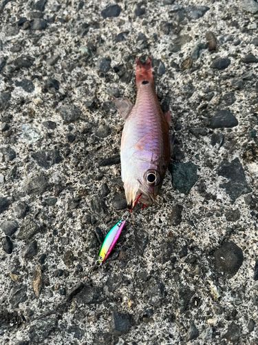 海上つり堀まるや