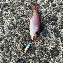 クロホシイシモチ