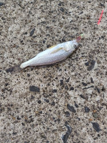 シログチの釣果