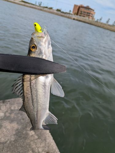 セッパ（マルスズキ）の釣果