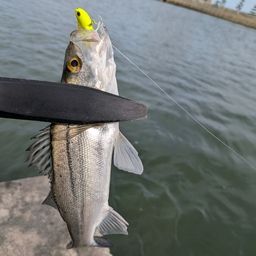 セッパ（マルスズキ）