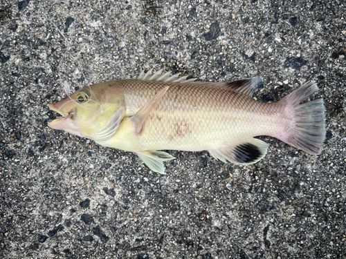 カンダイの釣果