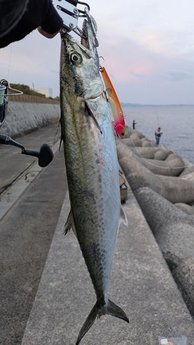 サゴシの釣果