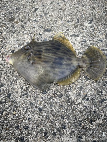 カワハギの釣果