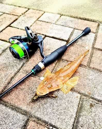 ワニゴチの釣果