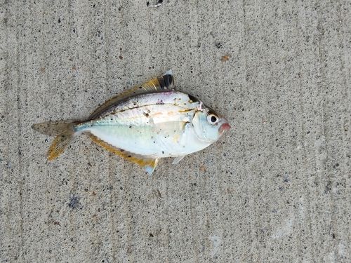 ヒイラギの釣果